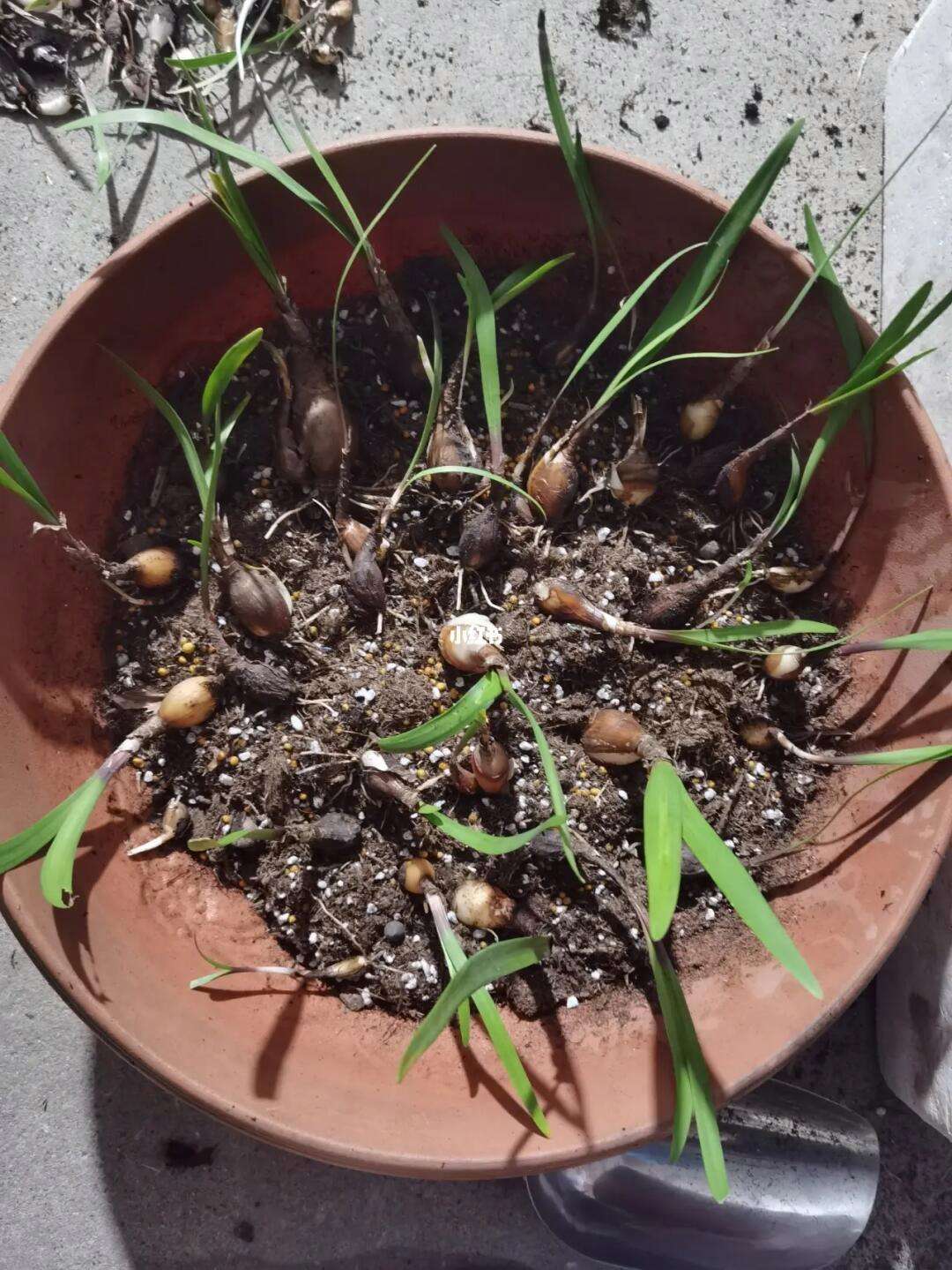 紫根兰怎么养