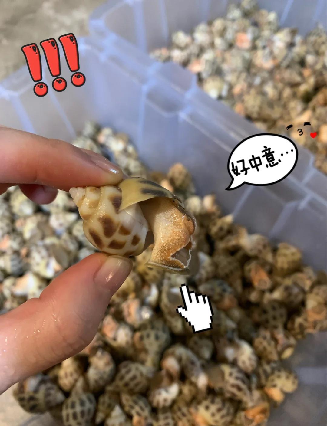 海螺如何快速清洗干净